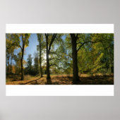 Poster Ligne d'arbres d'automne (Devant)