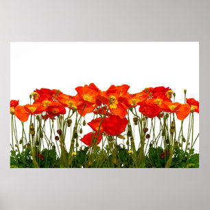 Poster Ligne de coquelicots rouges isolatedart, arrière -