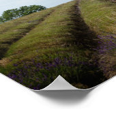 Poster Lignes de lavande après l'affiche de récolte (Coin)