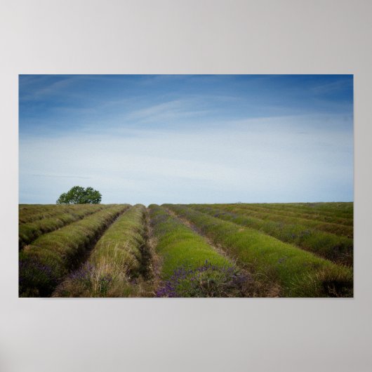 Poster Lignes de lavande après l'affiche de récolte (Devant)