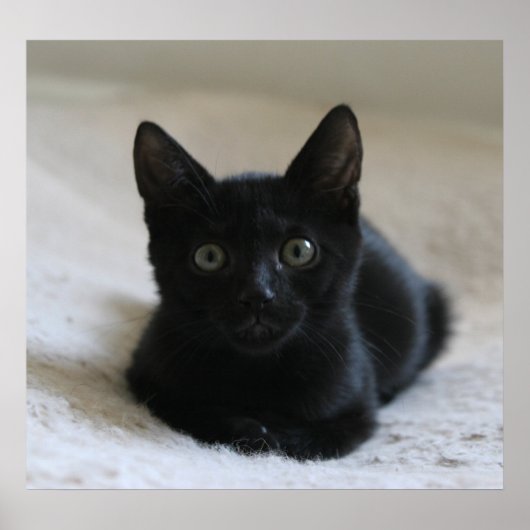 Poster Lil Black Kitten (Devant)