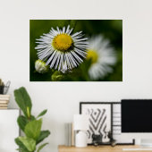 Poster Li'l Daisy (Bureau à domicile)