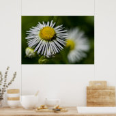 Poster Li'l Daisy (Cuisine)