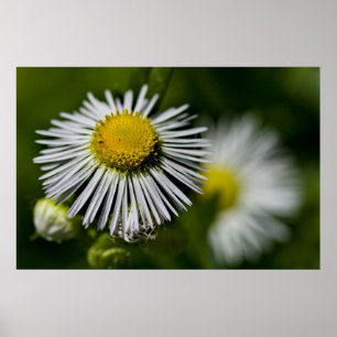 Poster Li'l Daisy