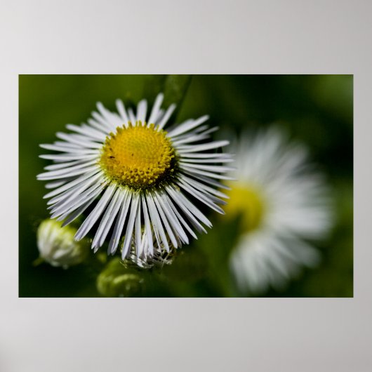 Poster Li'l Daisy (Devant)