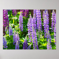 Lila violett rosa rose Lupinen Blumen polyphyllus
