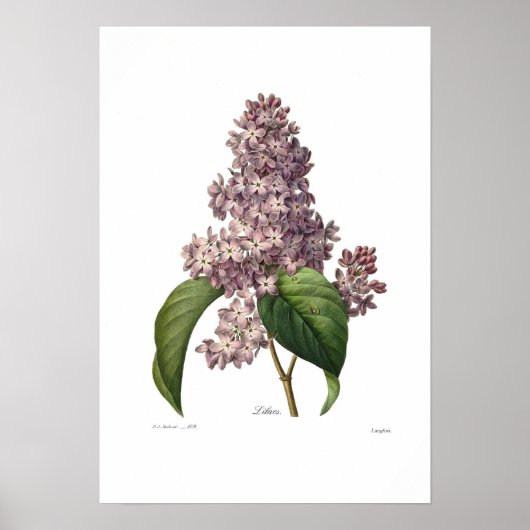 Poster Lilac (Devant)