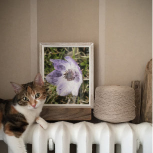 Poster Lilac Blue Anemone Coronaria Peinture Fleur Sauvag