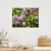 Poster Lilac Bush Belles fleurs de printemps violettes (Cuisine)