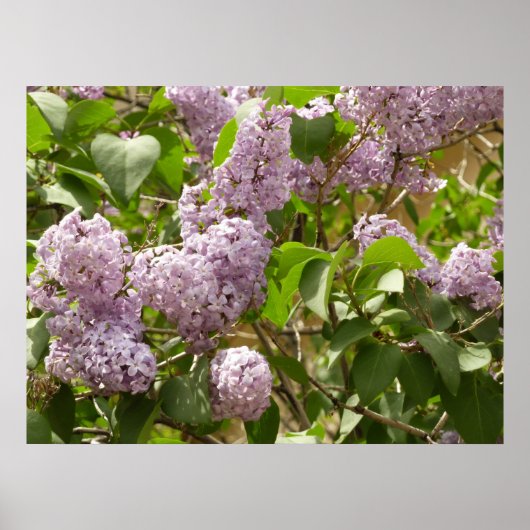Poster Lilac Bush Belles fleurs de printemps violettes (Devant)