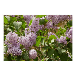 Poster Lilac Bush Belles fleurs de printemps violettes