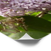 Poster Lilac Bush Belles fleurs de printemps violettes (Coin)