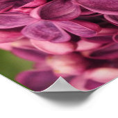 Poster Lilac commun (Coin)