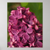 Poster Lilac commun (Devant)