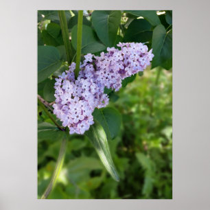 Poster lilac curtain