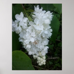 Poster Lilac en forme de coeur