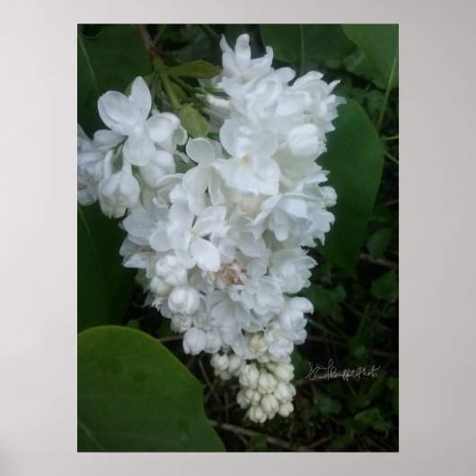 Poster Lilac en forme de coeur (Devant)