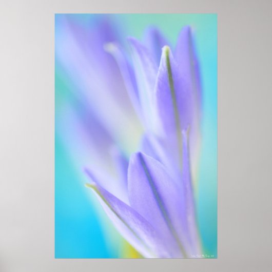 Poster Lilac Flares (Devant)