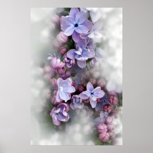 Poster Lilac fleurit (Devant)