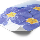 Poster Lilac Hiver Flower Pansy (Coin)