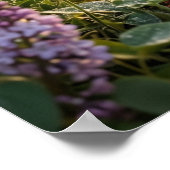 Poster Lilac Rabbit Morning Meadow (Coin)