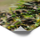 Poster Lilac Roller Breast Bird (Coin)