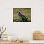 Poster Lilac Roller Breast Bird (Cuisine)