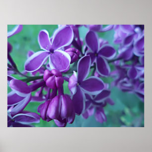 Poster Lilac variété de couleurs