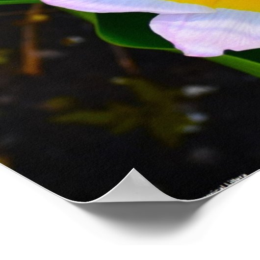 Poster Lilac Wonder Tulip, (Coin)