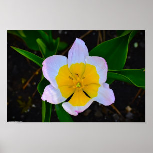 Poster Lilac Wonder Tulip,