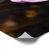 Poster Lilac Wonder Tulip, (Coin)