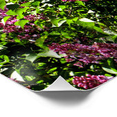 Poster Lilacs..... (Coin)