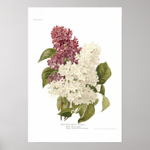 Poster Lilacs