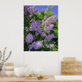 Poster Lilacs (Cuisine)