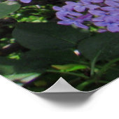 Poster Lilacs (Coin)