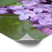 POSTER - Lilacs au printemps - France (Coin)