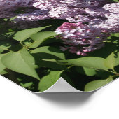 Poster Lilacs en fleurs dans East Lansing (Coin)