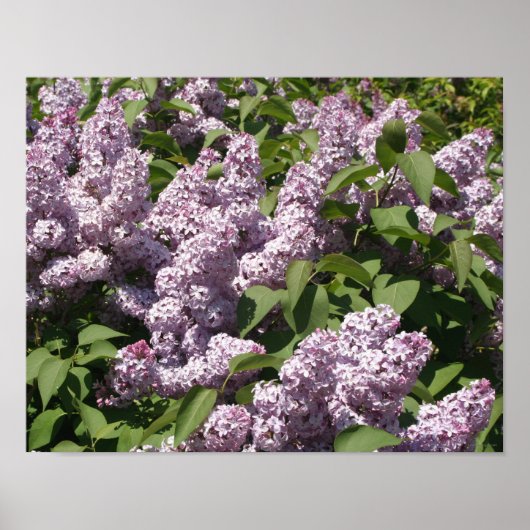 Poster Lilacs en fleurs dans East Lansing (Devant)
