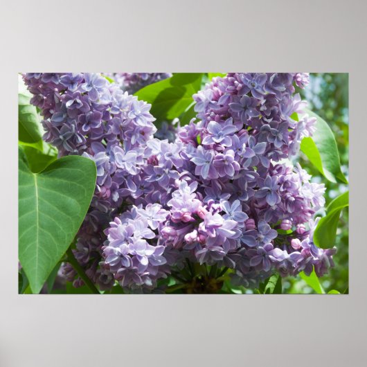 Poster Lilacs français (Devant)