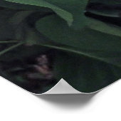 Poster Lilacs français (Coin)