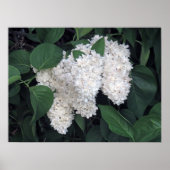 Poster Lilacs français (Devant)