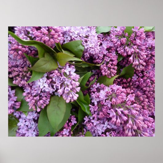 POSTER - Lilacs in Spring- Frankrijk (Voorkant)