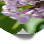 Poster Lilacs P5390 Imprimer (Coin)