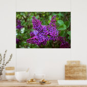 Poster Lilacs pourpres le jour du printemps (Cuisine)