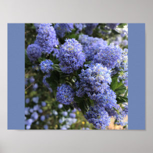 Poster Lilacs sauvage