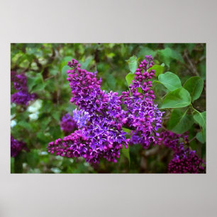 Poster Lilacs violets le jour du printemps