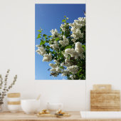 Poster Lilas des jardins , Arbre à fleurs de lilas blanc (Cuisine)