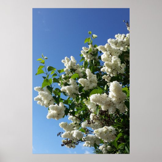 Poster Lilas des jardins , Arbre à fleurs de lilas blanc (Devant)