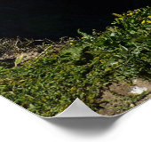 Poster L'île d'Anacapa dans le Parc national des îles Cha (Coin)