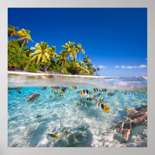 Poster L'île tropicale sous et au-dessus de l'eau (Devant)
